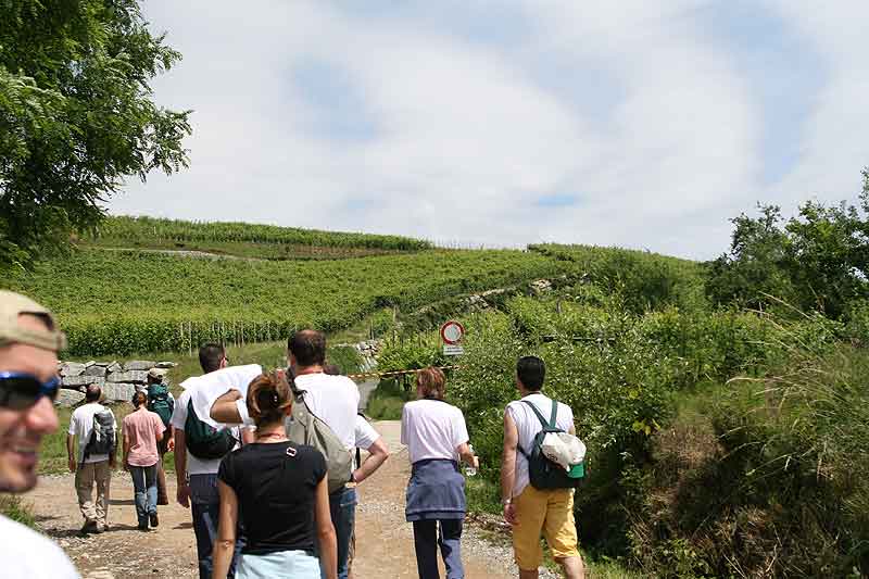 Camminando tra i vigneti