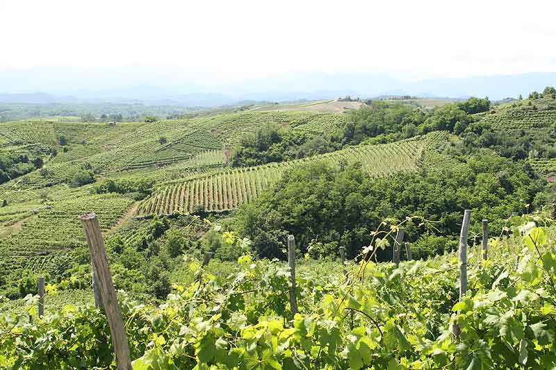 I vigneti lasciati alle spalle, con sullo sfondo la casina Molsino